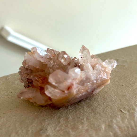 Pink Himalayan - Picture 2 of 3